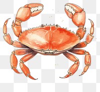 PNG Crab lobster seafood animal. 