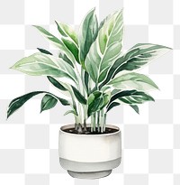 PNG Plant vase leaf houseplant. 