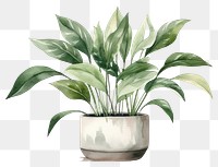 PNG Plant vase leaf houseplant. 