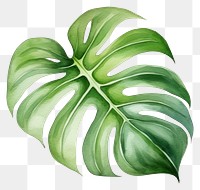 PNG Plant leaf freshness pattern. 