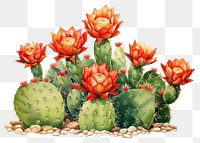 PNG Cactus plant creativity freshness. 