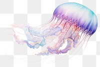 PNG Transparent jellyfish animal invertebrate. 