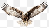 PNG Vulture animal flying bird. AI generated Image by rawpixel.