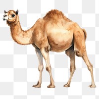 PNG Camel animal mammal white background