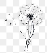 PNG Dandelion flower drawing plant