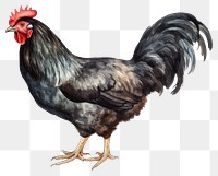 PNG Chicken poultry animal black. 