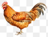 PNG Chicken poultry animal brown. 