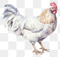 PNG Chicken poultry animal bird. AI generated Image by rawpixel.