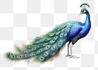 PNG Peacock animal bird side view