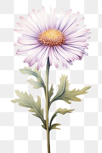 PNG Aster drawing flower plant. AI generated Image by rawpixel.