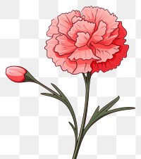 PNG Flower carnation cartoon drawing. 