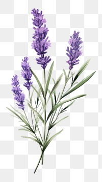 PNG Lavender blossom flower plant. 