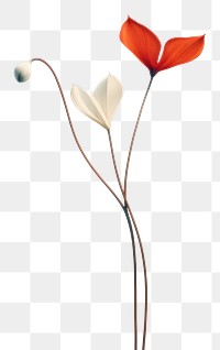 PNG Flower plant petal fragility. AI generated Image by rawpixel.
