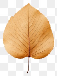 PNG Leaf plant brown tree. 