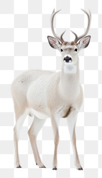 PNG Wildlife animal mammal white. AI generated Image by rawpixel.