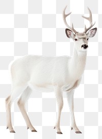 PNG Wildlife animal mammal white. 