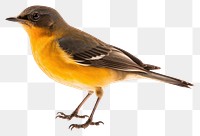 PNG Animal canary robin bird. 