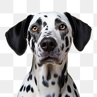 PNG Animal mammal pet dog. AI generated Image by rawpixel.