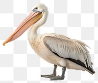 PNG Pelican animal bird white background