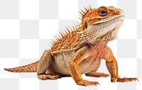 PNG Reptile animal iguana lizard. AI generated Image by rawpixel.