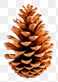 PNG Plant tree transparent background pine cone. 