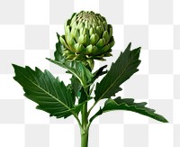 PNG Artichoke vegetable plant leaf. AI generated Image by rawpixel.