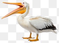 PNG Pelican animal bird white background