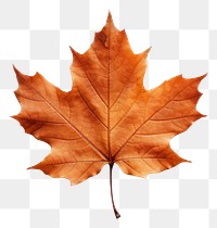 PNG Leaf autumn maple plant. 