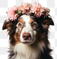 PNG Flower dog mammal animal. 