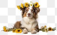 PNG Flower dog sunflower mammal. 