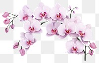 PNG Flower orchid blossom plant. 