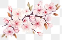 PNG Blossom flower cherry plant. 