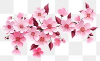 PNG Blossom flower cherry petal. 