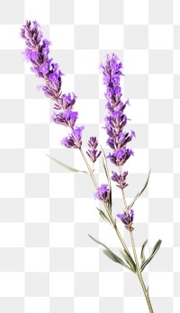 PNG Lavender flower wildflower blossom. 