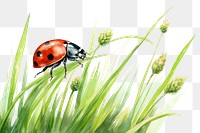 PNG Outdoors animal insect nature. AI generated Image by rawpixel.