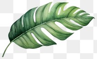 PNG Plant leaf freshness nature