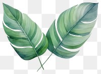 PNG Plant leaf freshness pattern. 