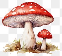 PNG Mushroom fungus agaric plant