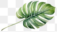 PNG Plant leaf freshness nature. 