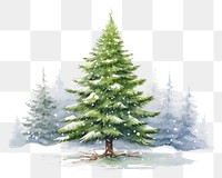 PNG Christmas plant tree pine