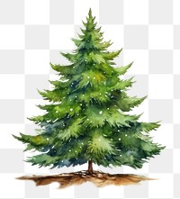 PNG Christmas tree plant fir. AI generated Image by rawpixel.