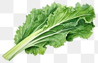 PNG Vegetable lettuce plant food. 