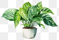 PNG Plant houseplant leaf freshness. 