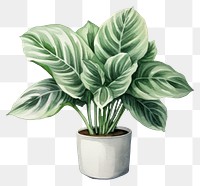 PNG Plant houseplant leaf freshness. 