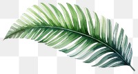 PNG Plant leaf freshness pattern