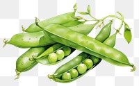 PNG Vegetable plant food pea. 