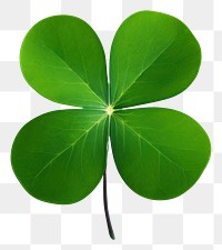 PNG Plant leaf freshness clover. 