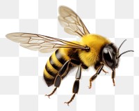 PNG Bee bumblebee animal insect