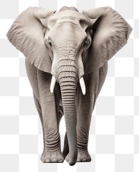 PNG Elephant wildlife animal mammal. AI generated Image by rawpixel.