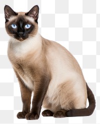 PNG Siamese animal mammal pet. 